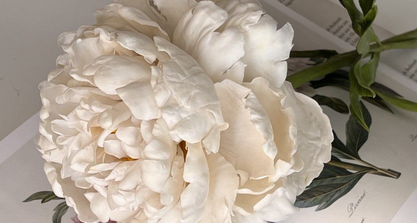 Peony lesson 1